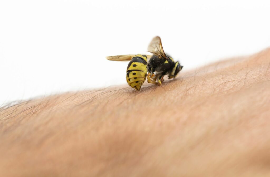 Bee landing on hand