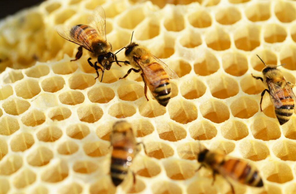 Bees on a hive