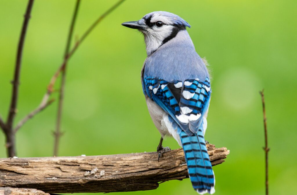 Blue Jay on Branch