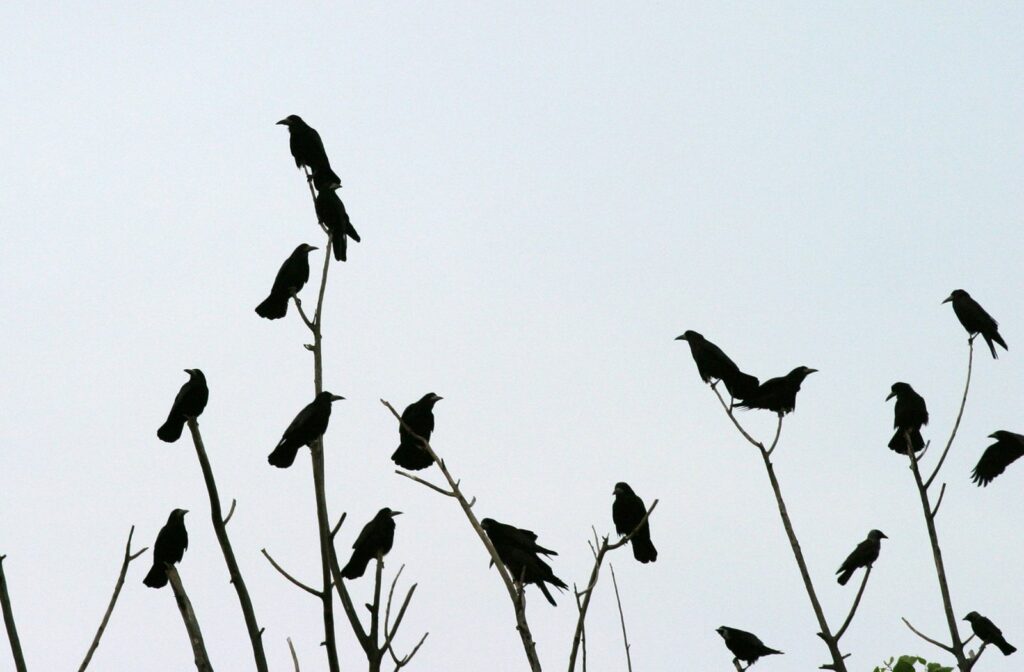 Crow gathering
