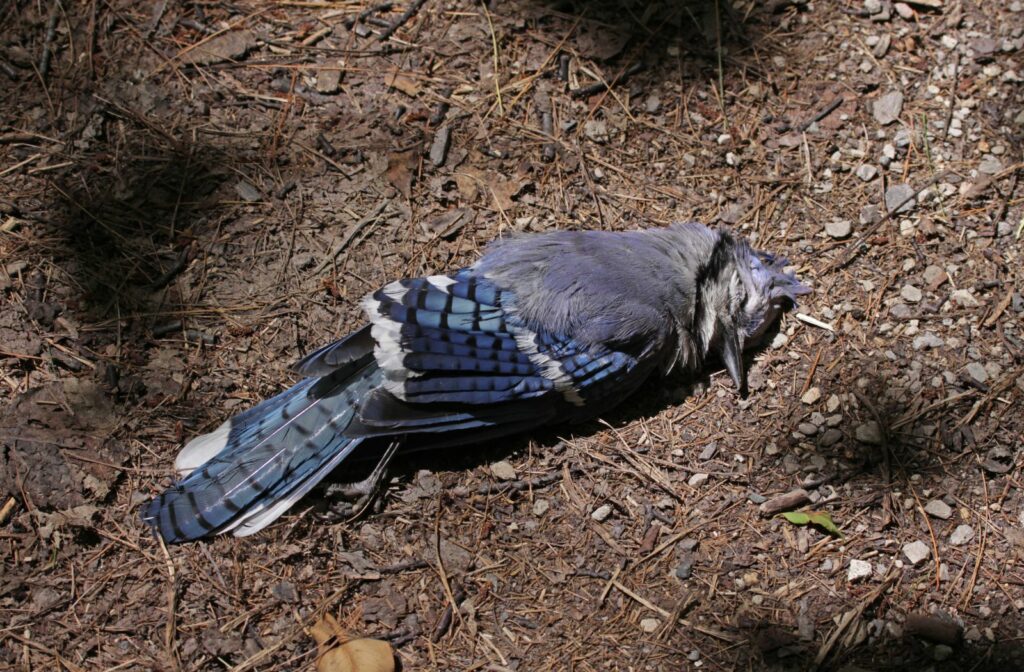 Dead Blue Jay