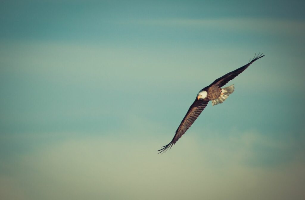 Eagle flying high in the sky