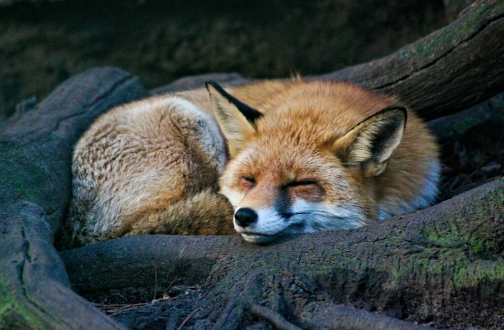 Sleeping Fox