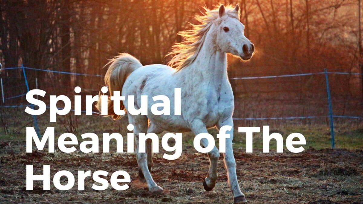 Spiritual Meaning of Horse