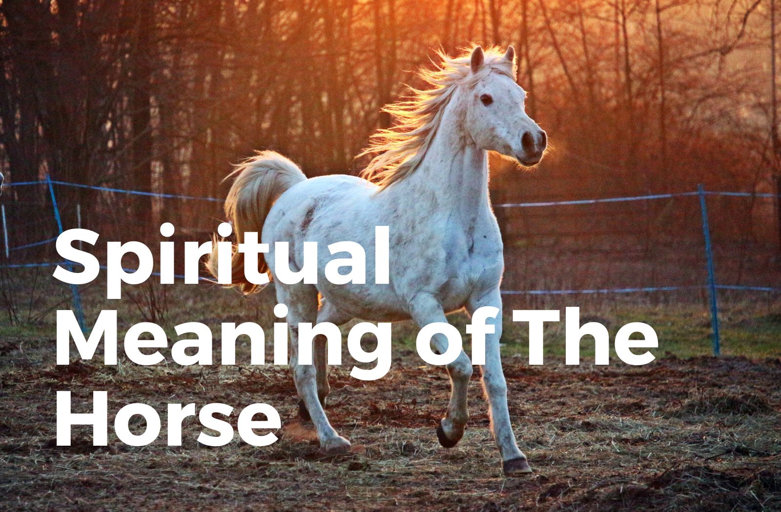 Spiritual Meaning of Horse