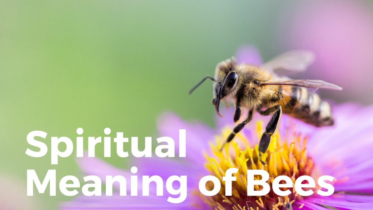 Spiritual meaning of Bees
