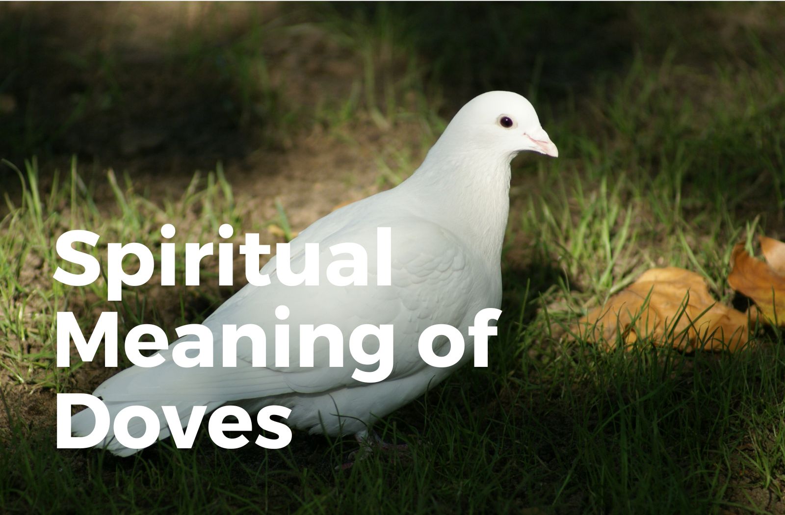 Spiritual meaning of Doves