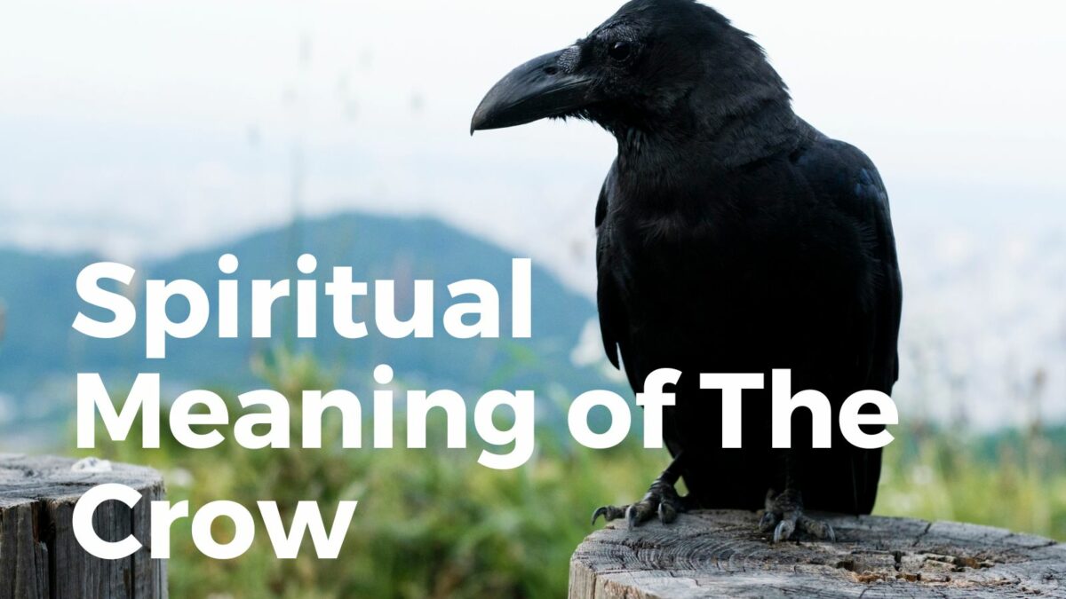 Spiritual meaning of the Crow