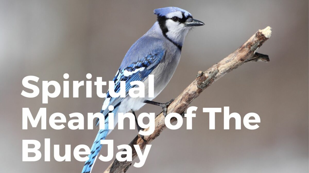 Spiritual meaning of the blue jay