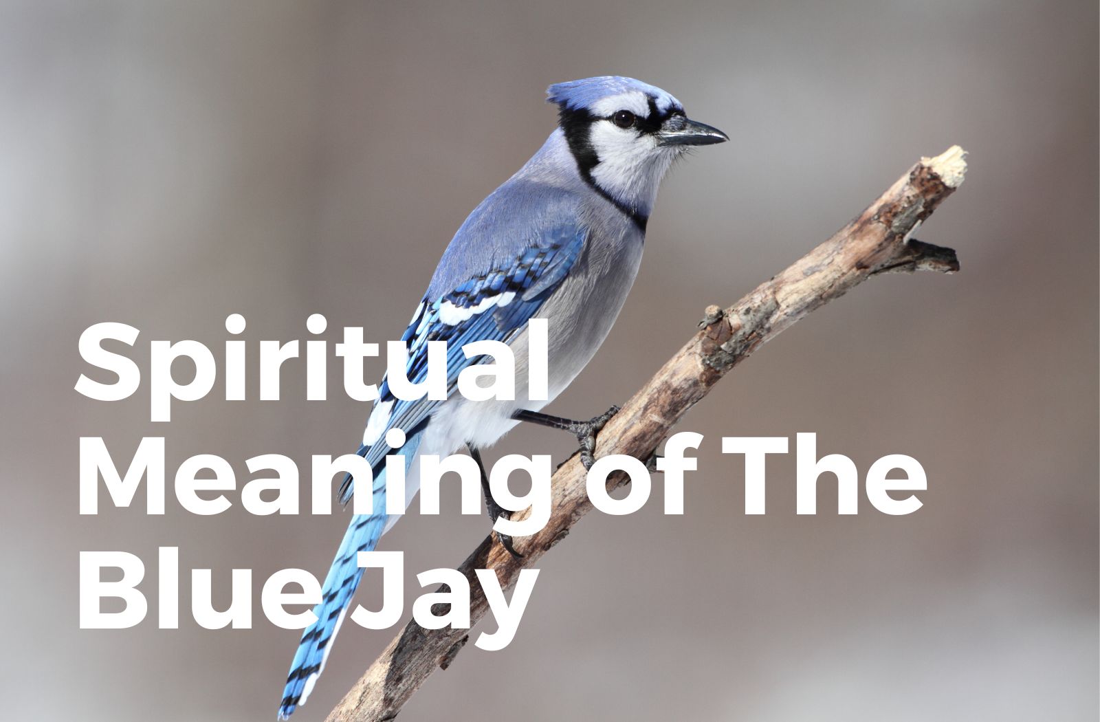 Spiritual meaning of the blue jay