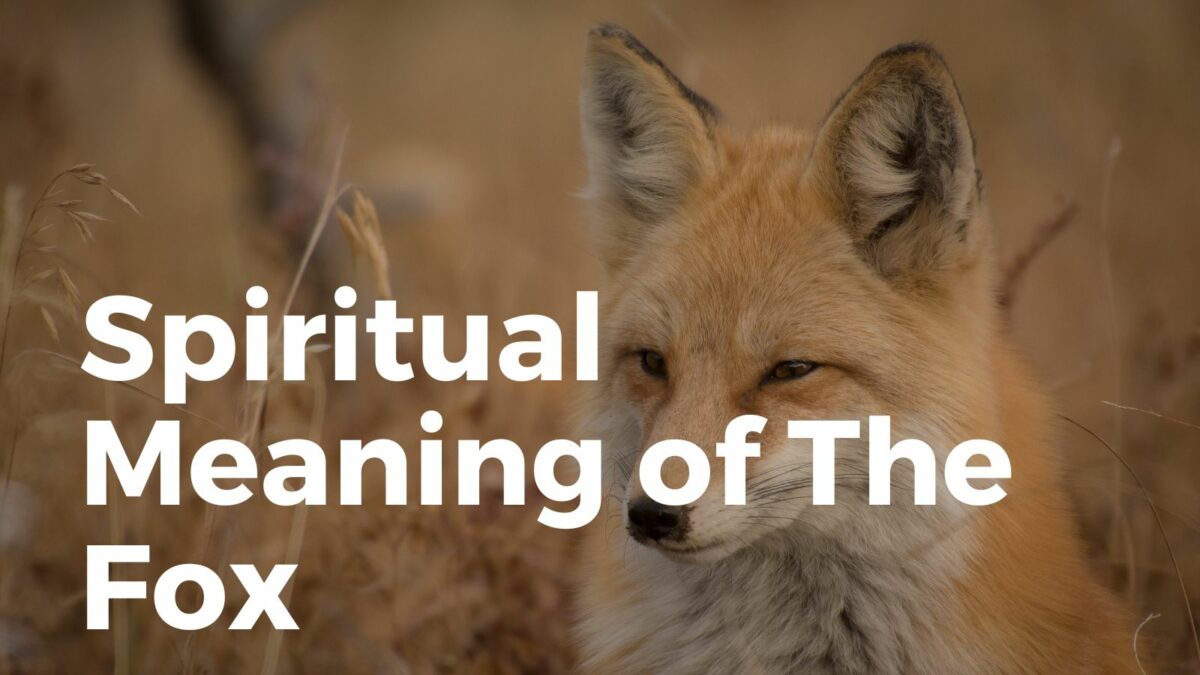 Spiritual meaning of the fox