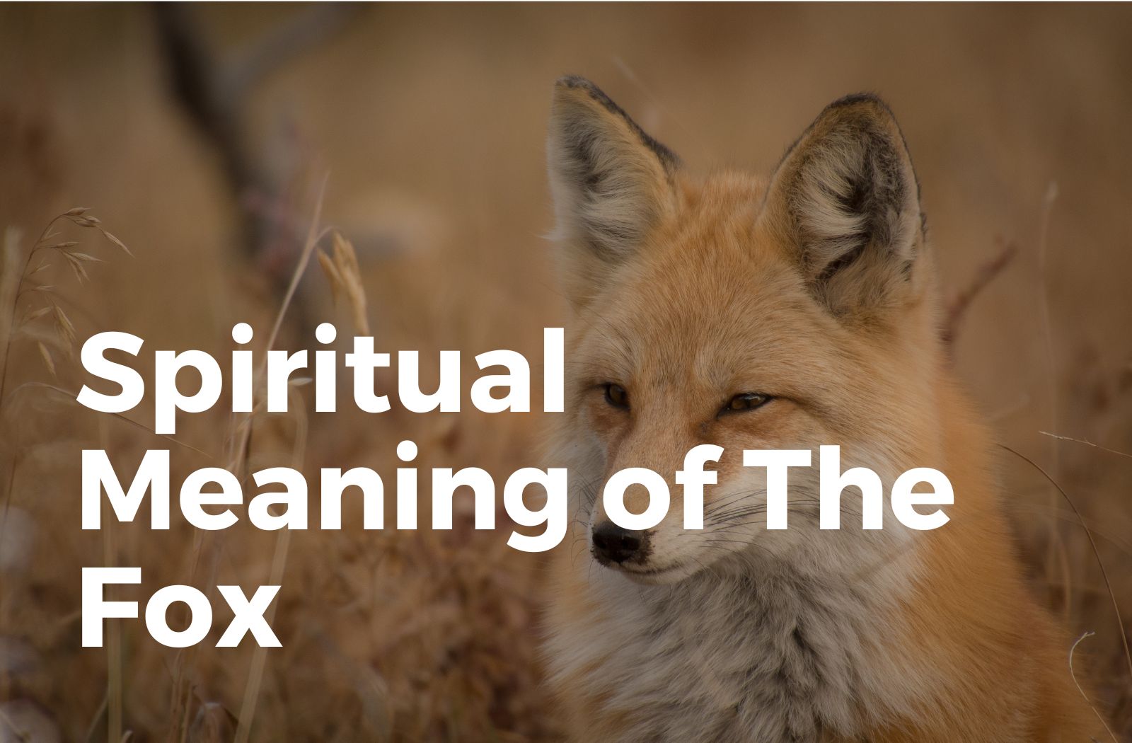Spiritual meaning of the fox