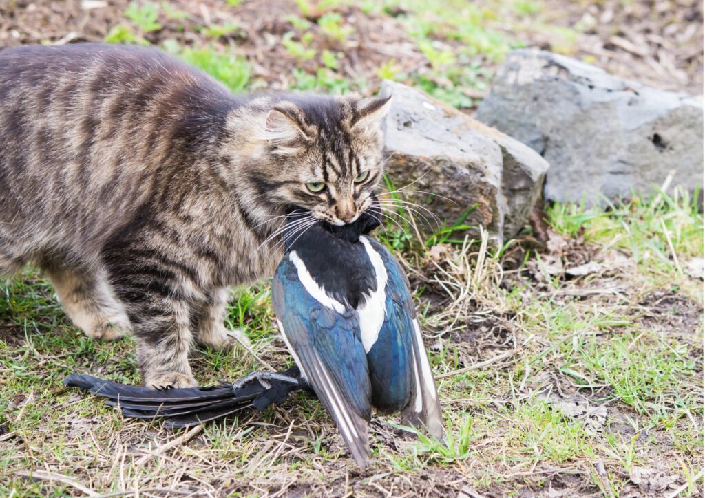 Cat with Bird Prey