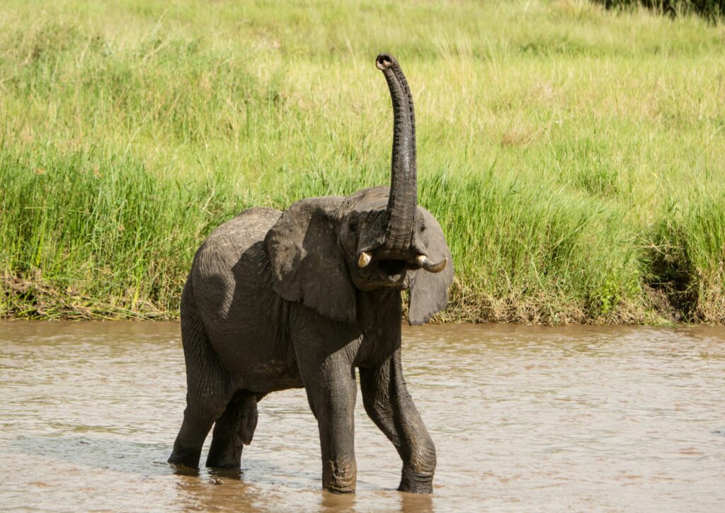 Elephant with Trunk Up