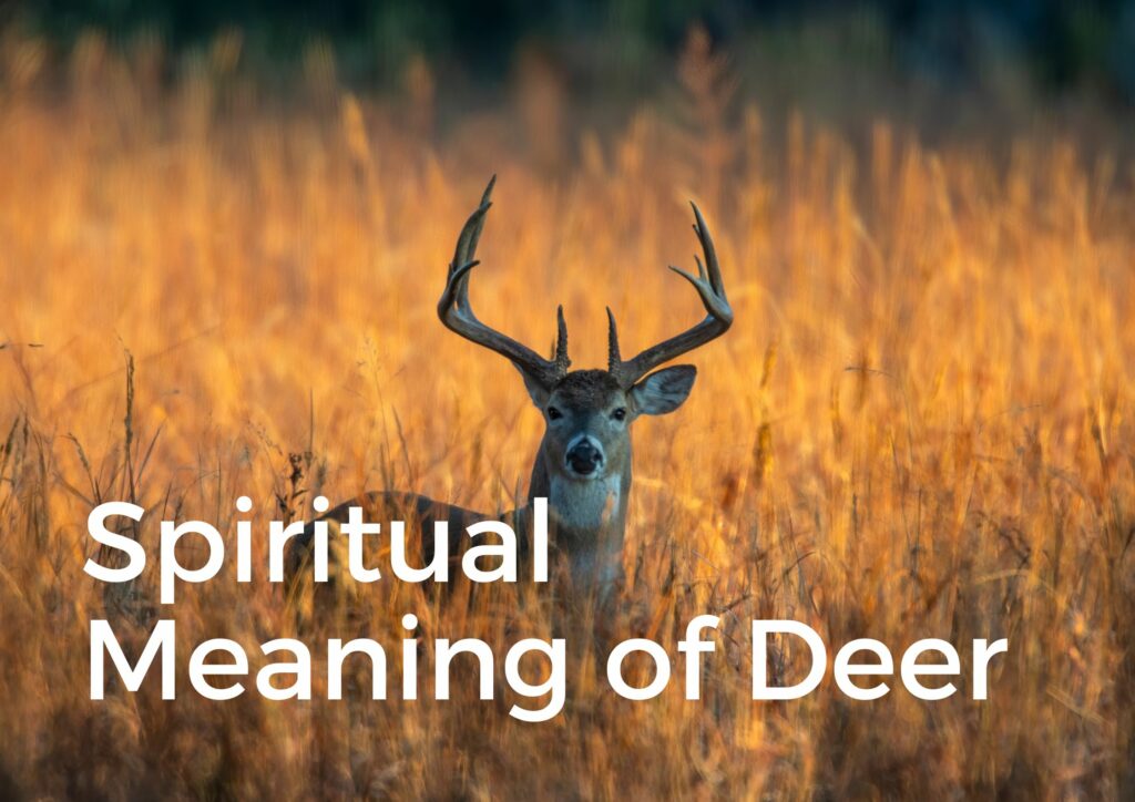 Deer Spirituality: Gentleness, Innocence, and Adventure - Life ...