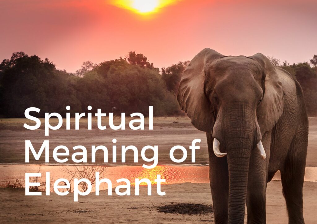 Unveiling the Spiritual Significance of The Elephant Life Adventurously