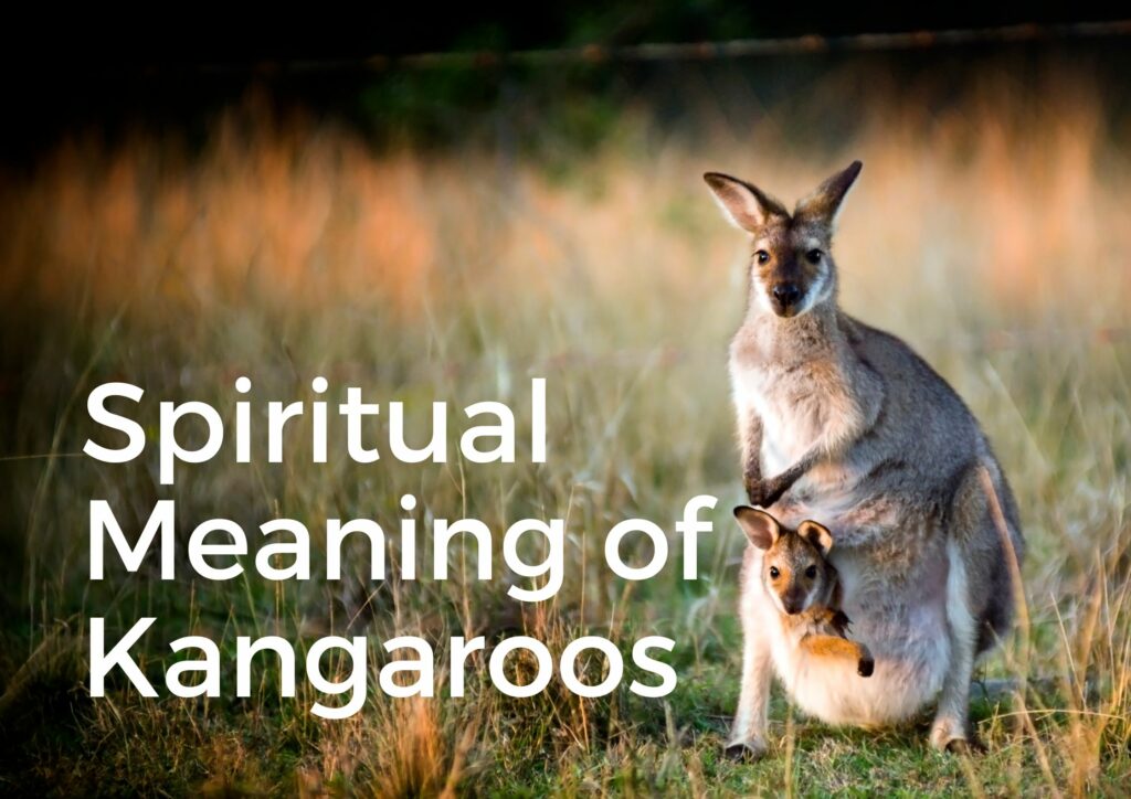 Unveiling the Spiritual Significance of Kangaroos A Deep Dive Life