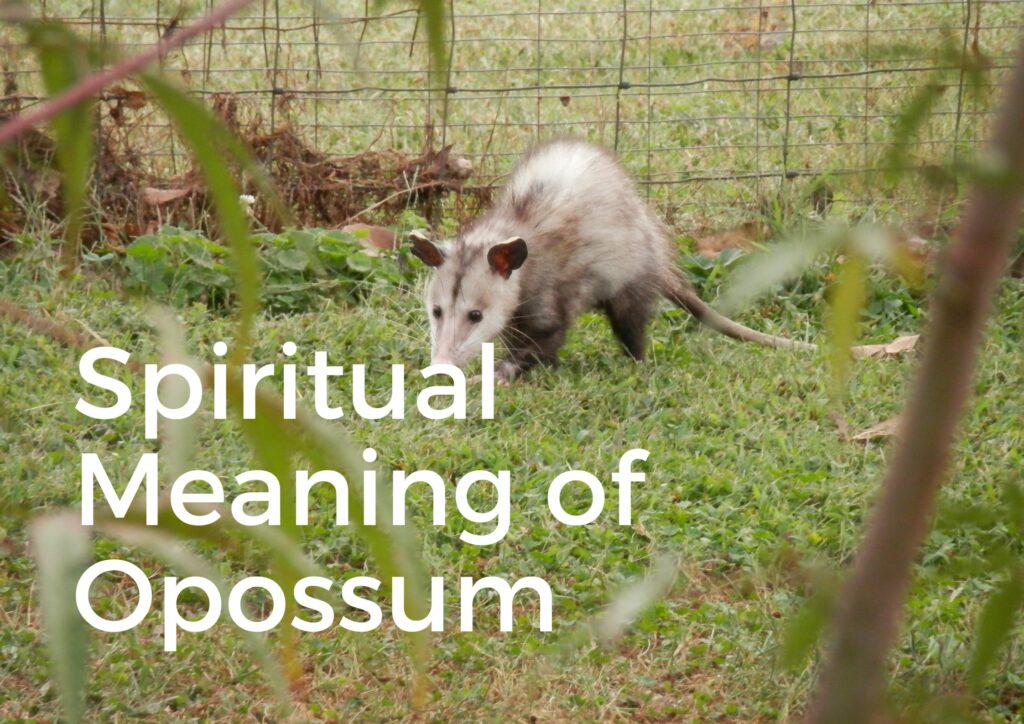 Understanding the Spiritual Significance of The Opossum Life