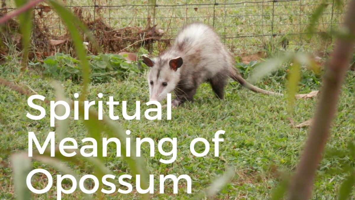 Opossum in Zoo