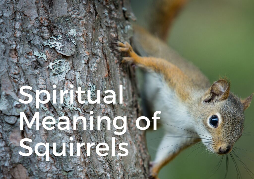An In-depth Analysis: The Spiritual Significance of Squirrels - Life